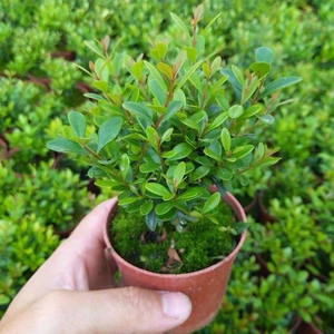 2年小叶刺楠 小叶赤楠盆景盆栽  金丝楠木微型迷你植物室内室