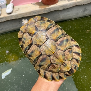 巴西彩龟最大图片