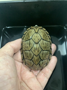 剃刀龟公 满头纹剃刀公龟 放射纹大粗尾巴剃刀种公 配种繁殖干