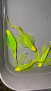 长尾蝶翼斑马鱼蝶翼斑马种鱼特大号包邮包损