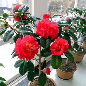 帕克斯先生大苹果茶花盆栽树苗巨型花朵花卉绿植阳台办公庭院山茶