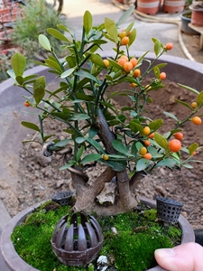 金豆小矮霸,中空抱石 适合阳台观赏,花为白色,果大成橘红色