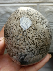 辉木化石,小品辉,桫椤玉.