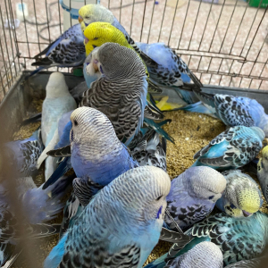 【鹦鹉活幼体大型】鹦鹉活幼体大型品牌,价格 - 阿里巴巴