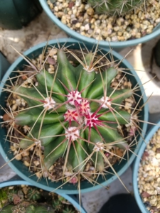 000人付款淘宝仙人球 赤凤盆栽室内花卉防辐射仙人掌