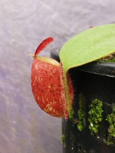 一物一拍# 食虫植物 黑绿斑三色苹果猪笼草 (透气盆)带一