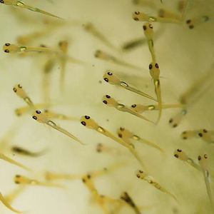 鱼苗纯种特级金鱼兰寿日本进口纯种蝴蝶鲤昭和鲤鱼幼苗gg2人付款24