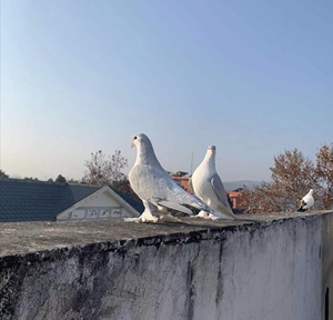 大体蓝色拉合尔鸽子,企鹅鸽