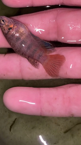 国斗普母鱼5厘米抱卵,裸缸饲养没发色,与主页的其他超冷普是同