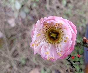 梅接南京梅花山版别角晚水梅花一年苗