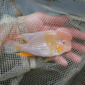 00f宝宝2008淘宝红眼白子关刀