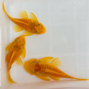 18元包邮,种鱼包邮黄金大胡子大帆鱼蓝眼胡子工具鱼24k红眼