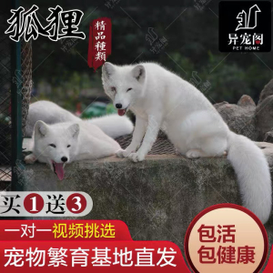 宠物小狐活体幼崽雪狐白狐火红狐熊猫狐蓝白狐异瞳鸳鸯眼活物