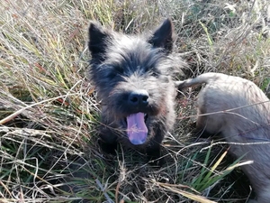 广西土猎贵州土猎下司犬猎狗,长毛杂下司,性格凶猛,一身剑毛