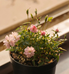 饭桶里有小米饭淘宝#粉丝福利# 世界上最小的月季 多花苞的开花神器