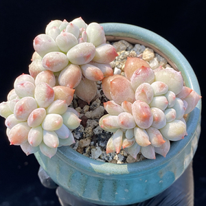 所罗门多肉老桩