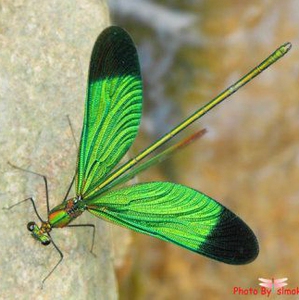 蟌标本 华艳色蟌原虫/翅膀