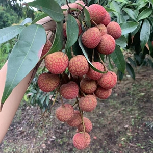 800人付款淘宝福建漳浦正宗乌石荔枝林许起点店32.