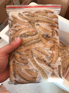 饲料专区#海捕野生海泥鳅皮条鱼高粱叶子新鲜活冷冻加工,鱼饲