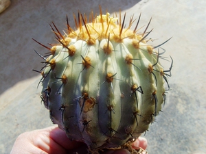 孤龙丸仙人球厚蜡型rap119实生编号种孤龙丸龙爪球属欧洲输