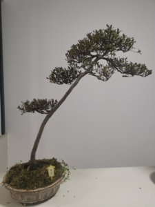 日本进口皋月杜鹃,文人树型""贵公子,花色艳丽如其名.