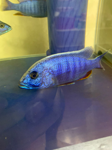 观赏鱼,三湖慈鲷,不会发快递,只能自提.银背阿里,已发色25