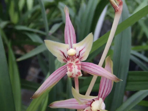 清园特价,园子位置满了需要腾地方, 建兰花艺双全彩虹仙子 新