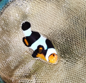 人工公子小丑鱼黑玛瑙全纹背心观赏活海鱼