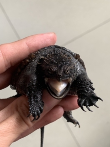 黑佛鳄龟黑莲花万智牌乌金黑盏黑莲花牌垫麻佛片感兴趣的产品黑莲花