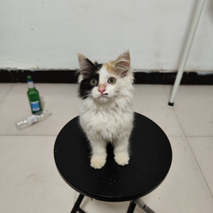 长毛狮子猫三花妹妹,大爆毛,找新家啦,猫咪领养,猫咪找新家