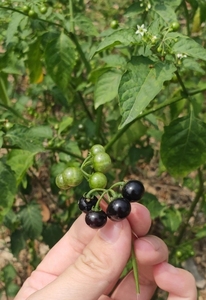 野生龙葵菜新鲜乌点规天茄子乌目茄全草500克包邮 下单现釆保