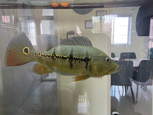 出视频里这条鱼,买的时候说是苏里南满天星,看着就是条巴西亚