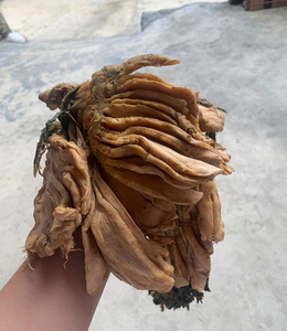 广西英家大头菜