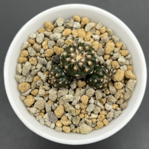 实生群生奇特球 仙人球 ——包邮顺丰,可带盆发货,可