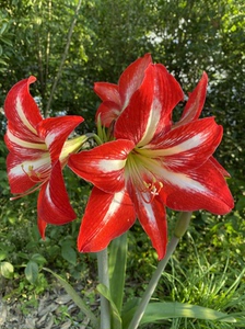 90同款货源李小锁520淘宝朱顶红种球 土朱顶红 四川女王朱顶红 土