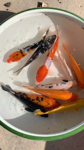 花色单色锦鲤6元一条9-12厘米5条包邮颜色随机搭配