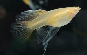 孔雀鱼花瓣金属红蕾丝大c白子(绒球,天使)_阿里巴巴找货神器