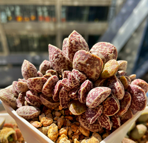 000人付款淘宝多肉植物水泡,白马丁水泡,7方盆多头桩,正宗白马丁,全身