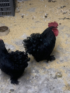 绣球种蛋.观赏鸡蛋15一枚.需要的可以预定. .观赏鸡