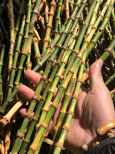 竹根手镯手串原料diy竹鞭马鞭教鞭子