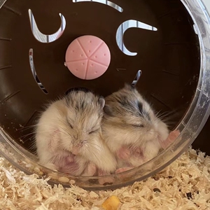 一对老公公仓鼠侏儒鼠送47笼子需自取