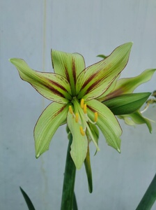 【凤蝶朱顶红】凤蝶朱顶红品牌,价格 - 阿里巴巴