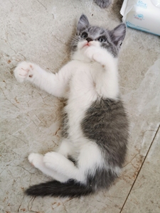 英短白蓝猫