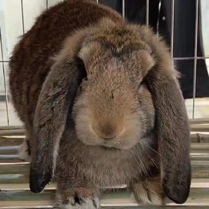 兔子包活新品纯种公羊兔活物巨兔苗大型活体肉兔苗家养兔活苗幼崽