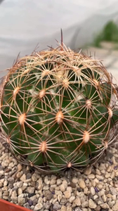 000人付款淘宝罗莎锦 英冠狮子奋迅仙人球种仔子 ddd 新到啊