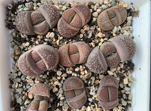 生石花臼典玉 整盆