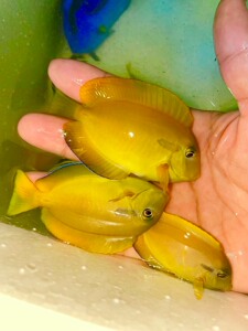 黄一字吊海水鱼