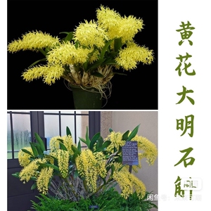黄大明石斛,2-4月开花,图1为参考开品,花期1个多月,复花