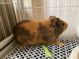 出售公荷兰猪黑眼圈70 棕色120 公婆鼠35一只 可小刀