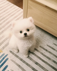 小狗狗幼犬长得大